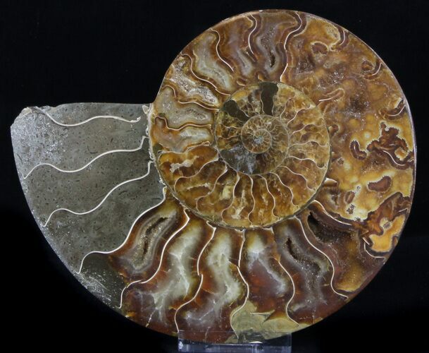 Bargain Ammonite Fossil (Half) - Million Years #37264